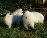 Puppies born Aug 20,2010 for sale now for Christmas